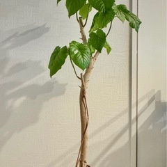 観葉植物 フィカス ウンベラータ 鉢　受け皿セット