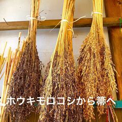 和箒の原料「ホウキモロコシ」種蒔き、収穫教室　伝統工芸師の箒職人...