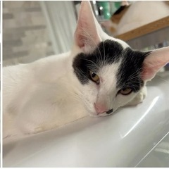 猫ちゃんの里親探してます