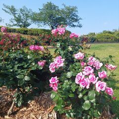 ５月18日『やってみようマルシェ』錦江湾公園　バラ園満開 - 地域/お祭り
