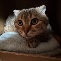 スコティッシュ風キジトラ猫。子猫と一緒に希望です