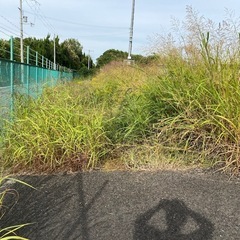 草刈りのお手伝いします！大阪市内〜近郊もご相談OKです♪ 
