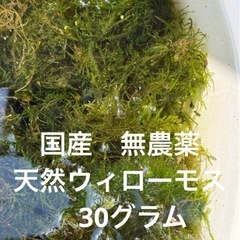 天然ウィローモス　50グラム　めたかの散乱床　アクアリウムにも