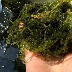 天然ウィローモス　50グラム　めたかの散乱床　アクアリウムにもの画像
