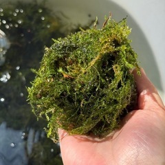 天然ウィローモス　50グラム　めたかの散乱床　アクアリウムにもの画像