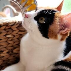 😸かわいい三毛猫ちゃん♀️