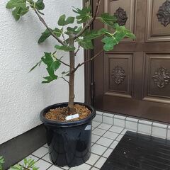 いちじくの中古が安い！激安で譲ります・無料であげます｜ジモティー