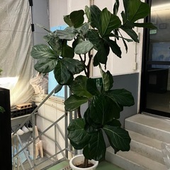 カシワバゴム　観葉植物