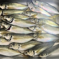 一緒に船釣りを楽しみたい🐟 - 友達