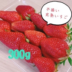 【完熟いちご🍓】採れたて不揃い/300g