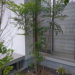 赤南天