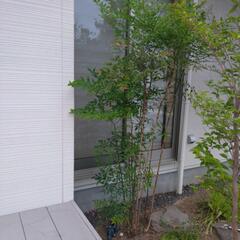 赤南天の画像