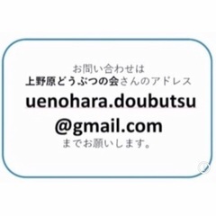 🍀里親募集中❣️❣️ナナちゃん、１０ヶ月メス ( ♀ )とってもcute♡のナナちゃんは ナデナデもできて人馴れしています❣️🐈💕 - 里親募集