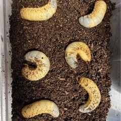 日本カブトムシ幼虫　たくさん居ます！