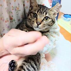 甘えん坊のキジ猫ちゃん