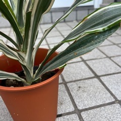 ワーネッキー　の画像