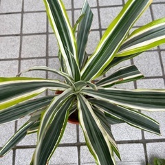 ワーネッキー　