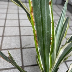 ワーネッキー　の画像