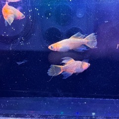 [メダカ]竜章鳳姿5匹1800円の画像