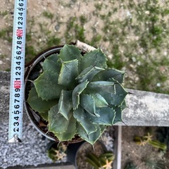 値下げバケツごと　アガベ　雷神　の画像