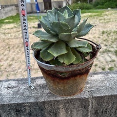 値下げバケツごと　アガベ　雷神　