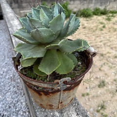 値下げバケツごと　アガベ　雷神　の画像