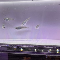 [メダカ]深海メダカ 5匹1,500円