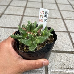 フォーカリア　　1ポットの画像