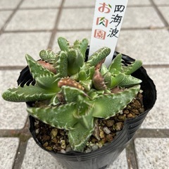 フォーカリア　　1ポットの画像