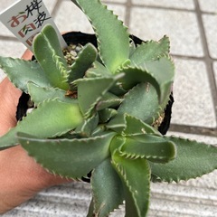 フォーカリア　　1ポットの画像