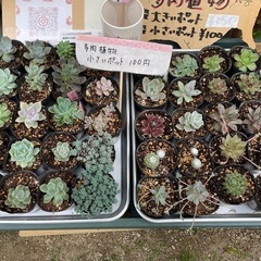 ふなおミニファーマーズ　無人販売所　5/15 - 倉敷市
