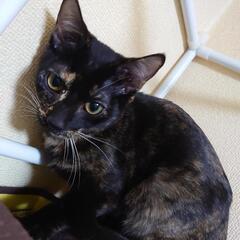ずっと可愛がってくれる方(´・ω・｀)