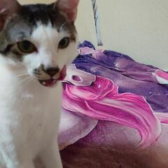 可愛がってくれる方(´・ω・｀)