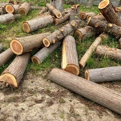 杉の玉切りと杉の葉と枝
の画像