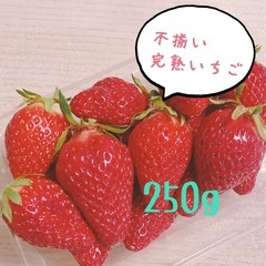 【完熟いちご🍓】採れたて不揃い/250g