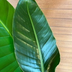 観葉植物 オーガスタ