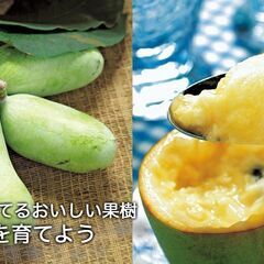 ポポー 苗木