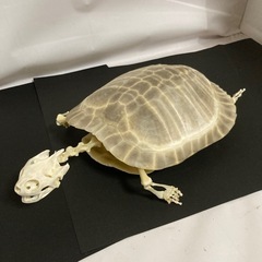 ミドリガメ　骨格1