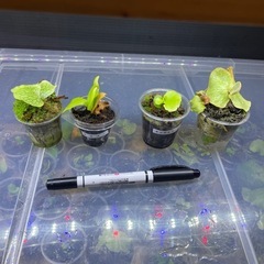 ビカクシダ