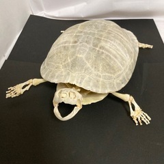 ミドリガメ　骨格2
