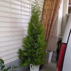 ゴールドクレスト　高さ160センチ　大型観葉植物