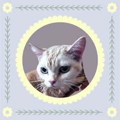 【急募】老猫を可愛がってくれる方に