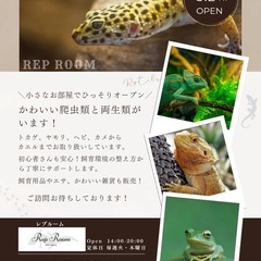 Rep Room  （爬虫類・両生類　雑貨）