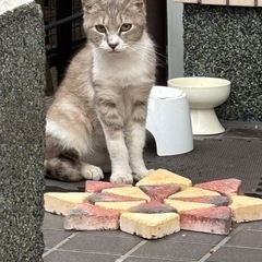 迷い込んできた仔猫　とても人慣れしていて甘えてきます　猫　里親　...