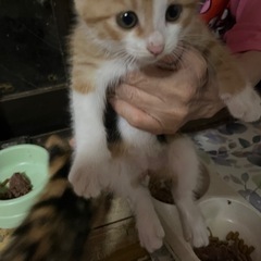 子猫