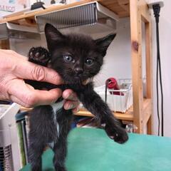 胸と顎の所が白い黒猫ちゃんです