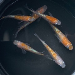 ⑧メダカ　王華　2ペア+オス2匹　6匹 (画像個体現物)