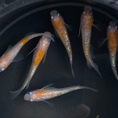 ⑦メダカ　王華　2ペア+オス2匹　6匹 (画像個体現物)