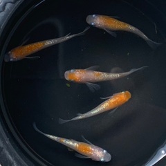 ⑥メダカ　王華　2ペア+オス1匹　5匹 (画像個体現物)