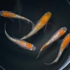 ⑤メダカ　王華　2ペア+オス1匹　5匹 (画像個体現物)